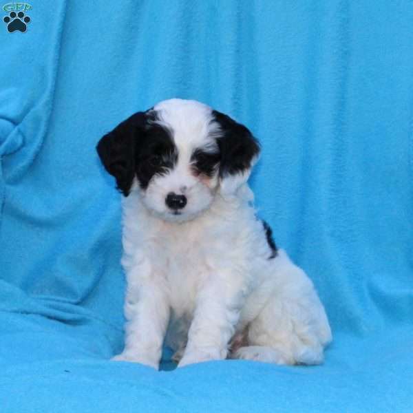 Sprinkles, Cockapoo Puppy